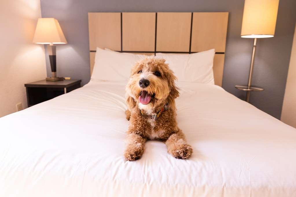 Sonesta Simply Suites Dallas Galleria Zimmer foto